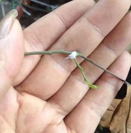  #很快#花儿生了虫，不管不顾，很快就剩盆！