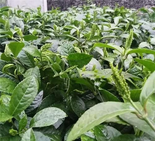  「盆土湿润」全身都是宝的植物，注意几个小妙招，一年能翻几盆