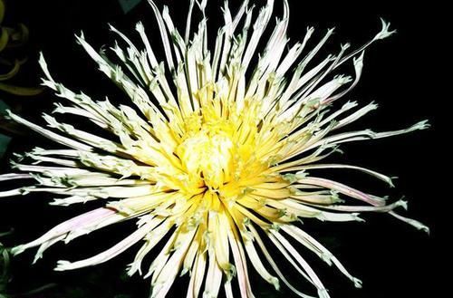 『玉手』喜欢赏菊,就养盆“珍稀名菊”千手观音,似芊芊玉手,艳丽妖娆