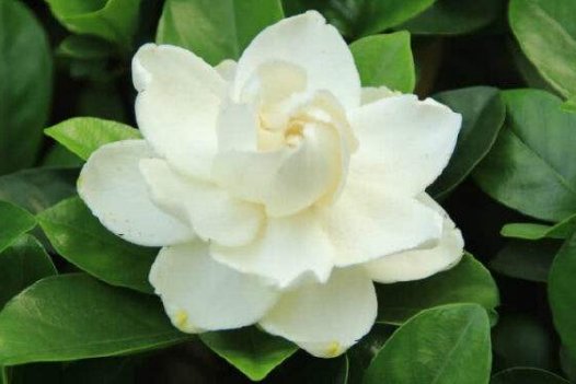  【试试】养花总是不开花，试试养这些花朵，保你次次开花爆盆，懒人一样养