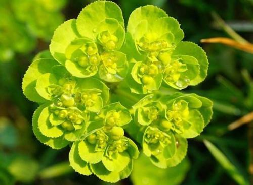 农村称为“叶上黄金”的植物，以前人们不愿意触碰，其实价值珍贵