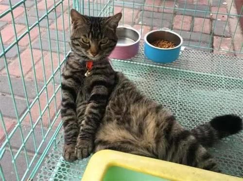 是什么品种的猫