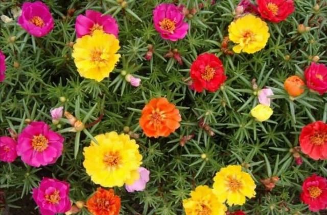  【养花经验】4种常见的花，开花漂亮、花期长，养护起来又简单