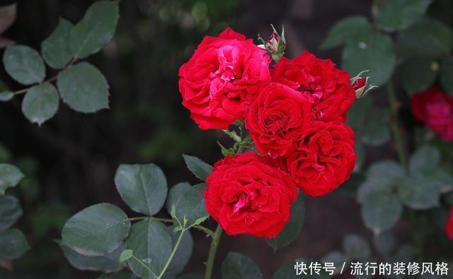 『花无』月季——只道花无十日红,此花无日不春风