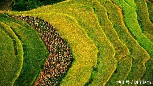 中国“最壮观”的竹林在四川!竹子达到400种?是卧虎藏龙取景地