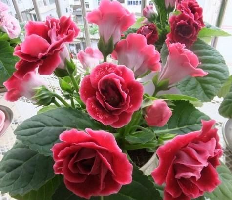  养花@喜欢养护花卉，就在家养护“芳菲灿烂羞花”的3种花卉，养花必备