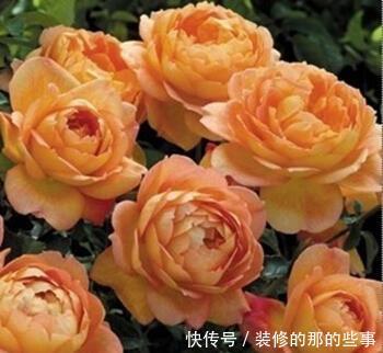  『美艳』喜欢在家中养护花卉，就养护美艳妖娆的3种漂亮的花卉，花色艳丽