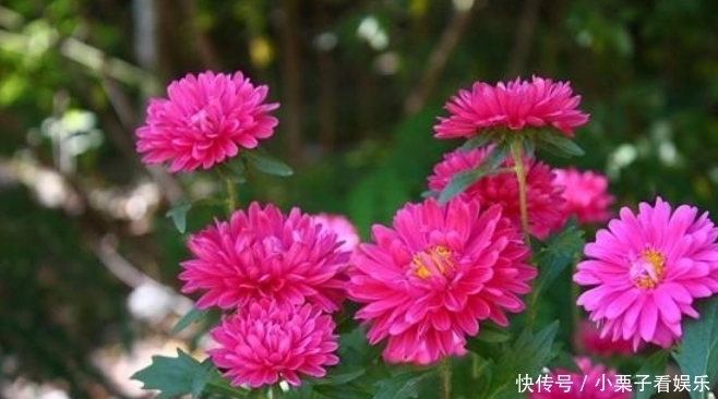  『寓意』花期时间比较长的4种花，寓意“仕途长长久久”，很多人已经在养