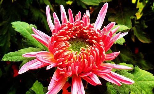  黄花■喜欢菊花，首选“珍稀名菊”洹水红梅，花似红梅，蕊黄花艳！