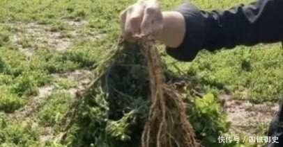  根茎@因叶子长得嫩，常被摘去喂猪，殊不知根茎很珍贵，320元一