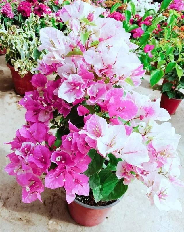  「暗斑夕阳红」这13种三角梅被称“开花机器”小苗就不断开花，适合阳台盆栽