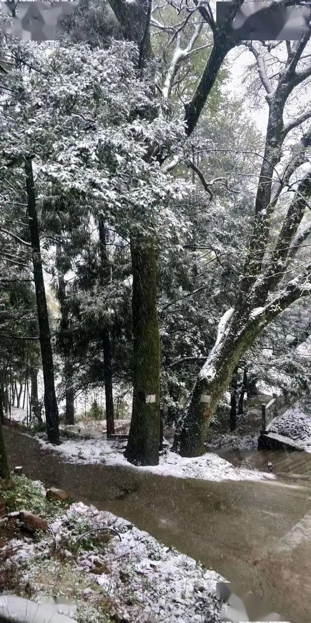  「地方」下！雪！啦！你没看错，一觉醒来，浙江这些地方白茫茫一片！