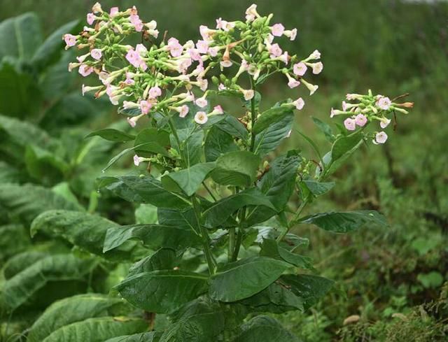 目前农村创业新点子，只要自己愿意干，年收入10万+