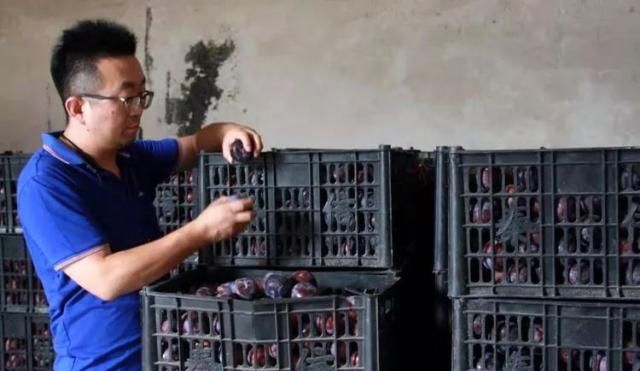 陕西多地黑布林“滞销”消息引发关注 记者深入产地调查发现……