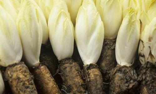  [植物]1种“废根”谁丢谁傻！养在花盆里，5天长出白菜心，一斤80元