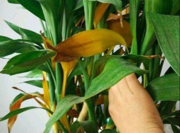  『油绿』富贵竹加个小药片，一直油绿不黄叶？真是一个笑话
