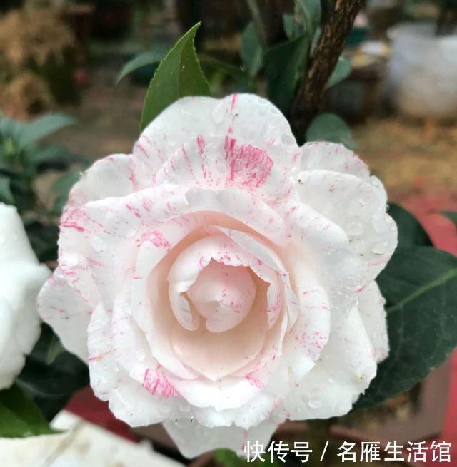 『旺盛期』新芽旺盛期的茶花盆土太板结可以换盆吗?换错盆新叶枯来年不开花