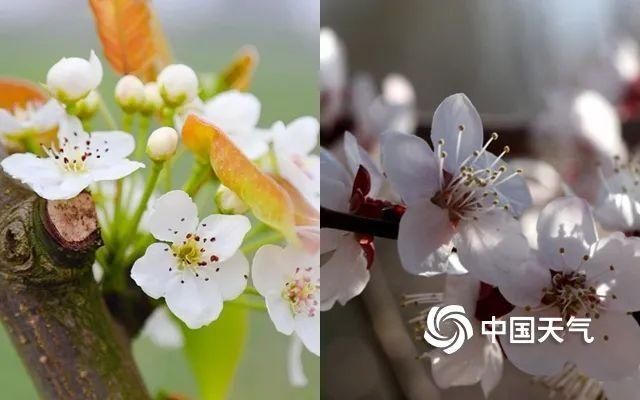  『樱花』天气回暖花开正好，赏花达人速成秘诀看过来