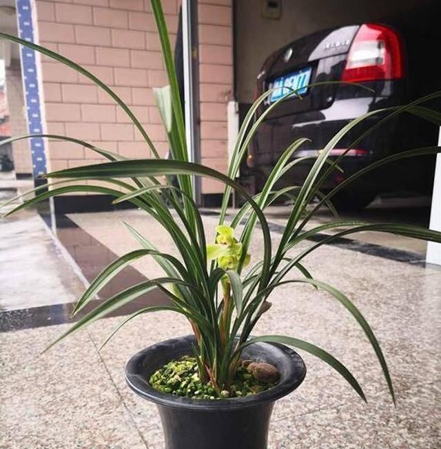  心叶的维管@兰花中心叶脱水要重视，及时发现，提前预防，可降低损失