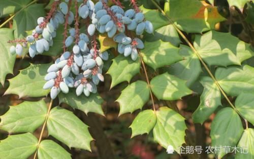  「便是」此树便是珍贵的“八角刺”，常生于低山坡，请谨记外貌