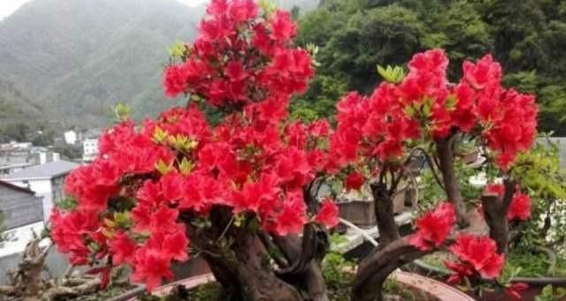 野生英山红的生长■怎样使映山红盆景多开花