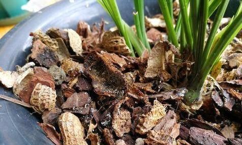  #丝状#兰花植料中生出的“白色丝状物”是病菌吗？怎么处理？