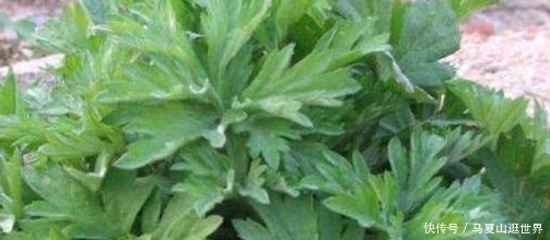  [艾草]农村价值珍贵的一种草，艾草的真正用处！