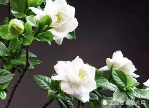 『营养』栀子花是个“小酒鬼”，生长旺盛期给它喝几口，枝繁叶茂花苞多！