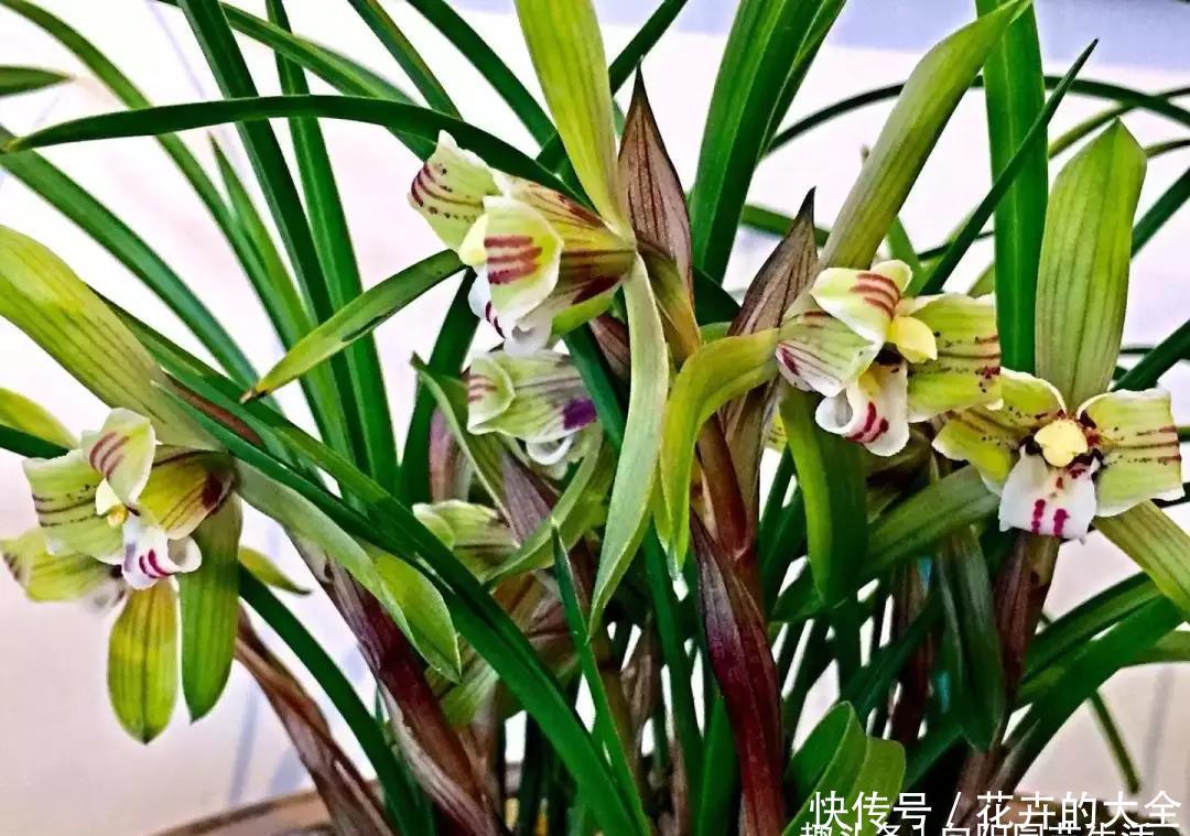  『盆服』兰花养护小技巧，3分钟学会，快速上盆服盆，花香浓郁开花多
