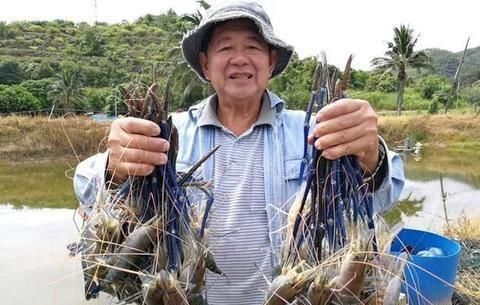 越南大虾在湄公河“泛滥”：一只虾巴掌大，中国吃货们敢下嘴吗？