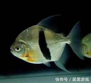  【想到】给观赏鱼用药之前，我们首先就要想到，万一加多了怎么办？