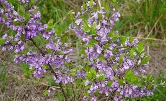  农村■农村一种常见植物，以前用来“药鱼”，全株都是宝，你家