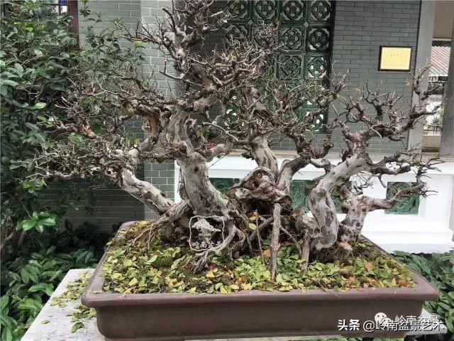  「作品」有年功的盆景，品相好，价值高！