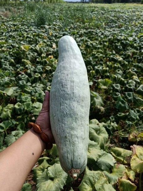  种子■新疆丑瓜种子 贵族南瓜种子