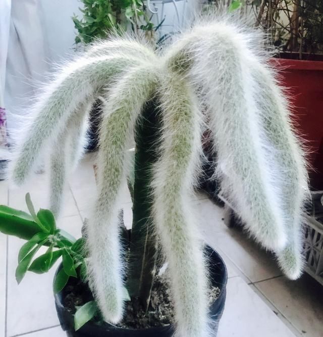  『盆栽』奇特植物—猴尾柱，植株似猴尾，会开花，养护简单，还是盆栽佳品