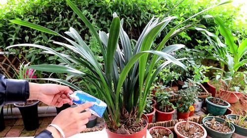  [花箭]养兰花，“2懒1勤”别规矩，新芽冒不停，花箭“半米高”