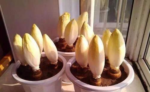  [植物]1种“废根”谁丢谁傻！养在花盆里，5天长出白菜心，一斤80元