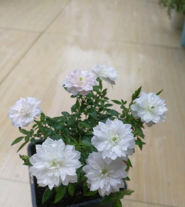 [迎风]这几款花卉，养在家中幽香四溢，花色鲜艳花期长，迎风飘香