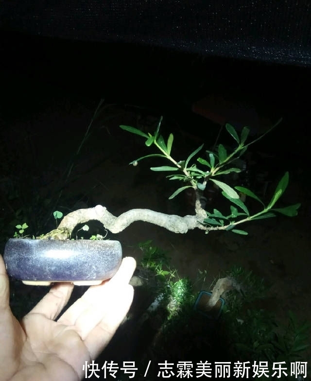 【子花小】有材料就有小盆栽，欣赏几盆大叶栀子花微盆景，短小精悍造型精美