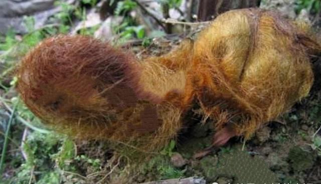  【形似】它形似“黄毛狗”，却可遇不可求，价值极高，农村见到