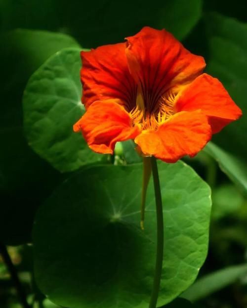 【常见】有一种莲花,不需要水,一年四季都开花,花香色艳,绿化带常见