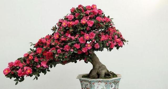 「最合适」茶花换盆别忽略,本就娇贵再没把握,做好3点让自己放心盆景满意
