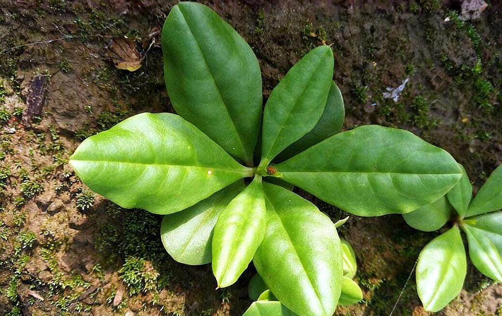  「看起来」农村一种植物野草，农民地里多，看起来很平凡，殊不