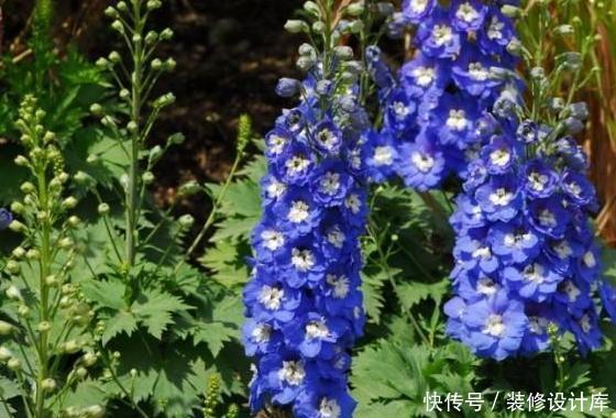 「款花」厕所异味重该怎么办?盆栽3款花''专治''它,让家里更上档次