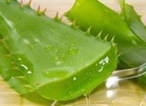 「恢复」富贵竹养1个月,全身通黄,倒入这“体液”,30天就能恢复!