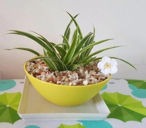  『盆栽植物』我用这方法扦插繁殖了几十盆的植物，薄荷、吊兰轻松培育