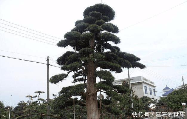  镇宅：农村有哪四大镇宅之树？种在什么位置可以旺人旺宅