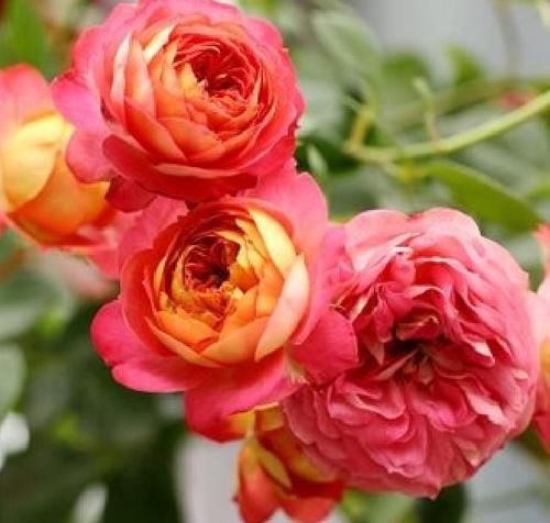  浪漫宝贝■花期超长的3种花，三伏天也美美哒，一棵就能拥有一片花海