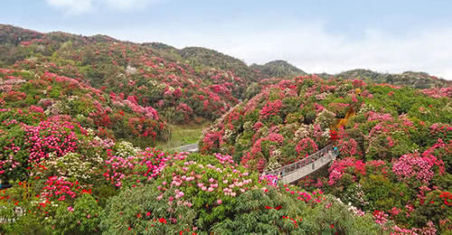 最美的花海，中国几个最值得去的花海