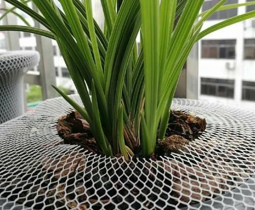  『绿植』网购的绿植总是没几天就黄叶?告诉你解决妙招，服盆快不黄叶